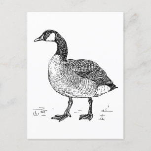Canadian Goose Fine Art Sketch, Bird Drawing Postcard