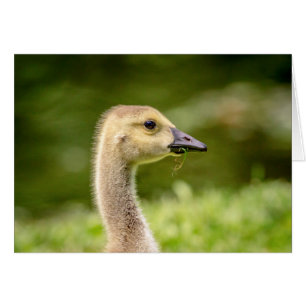 Canadian Goose (Gosling)