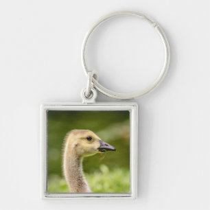 Canadian Goose (Gosling) Key Ring