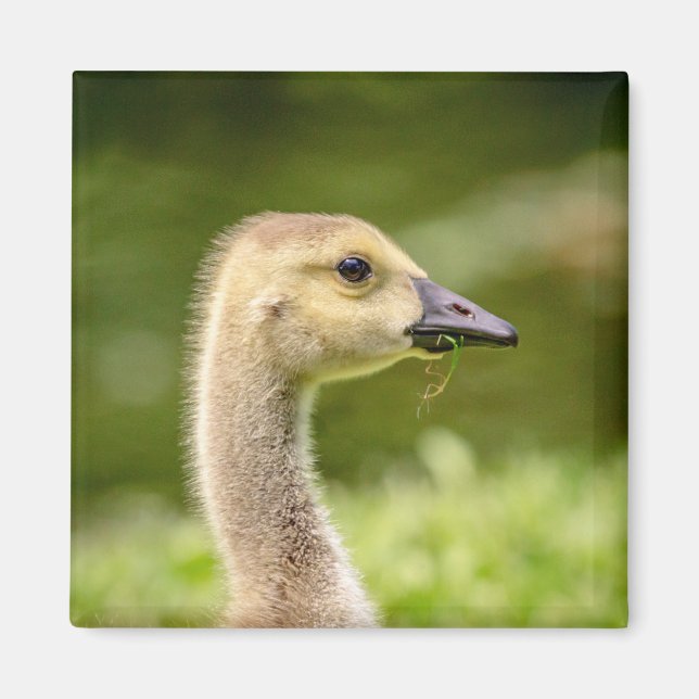 Canadian Goose (Gosling) Magnet (Front)