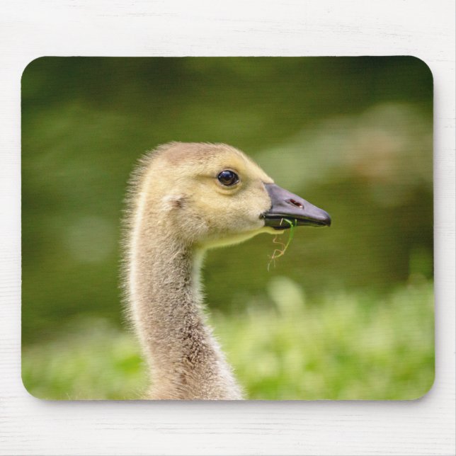 Canadian Goose (Gosling) Mouse Pad (Front)