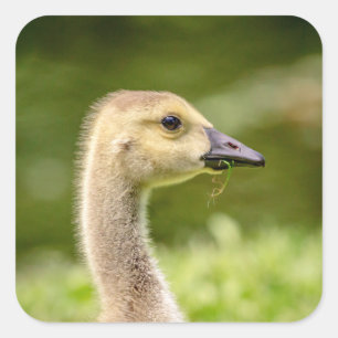 Canadian Goose (Gosling) Square Sticker