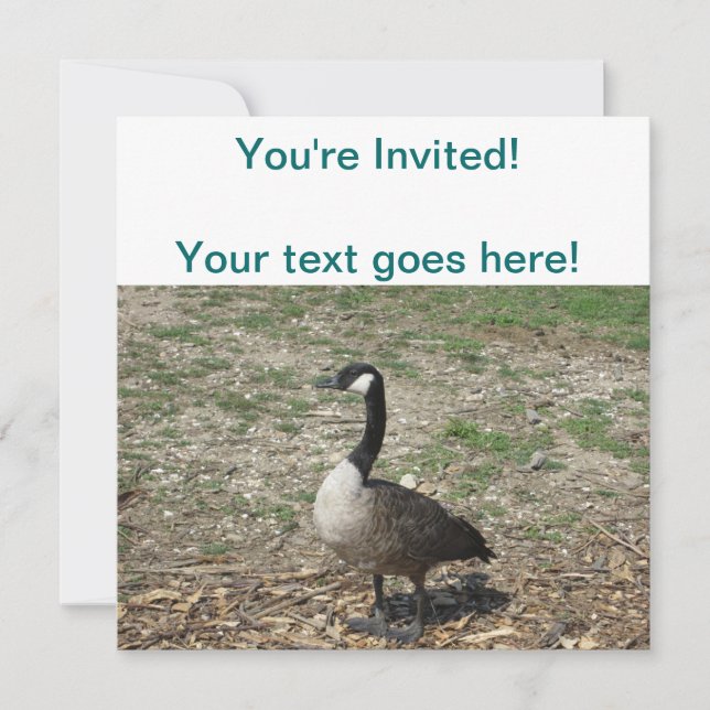 Canadian Goose Invitation (Front)