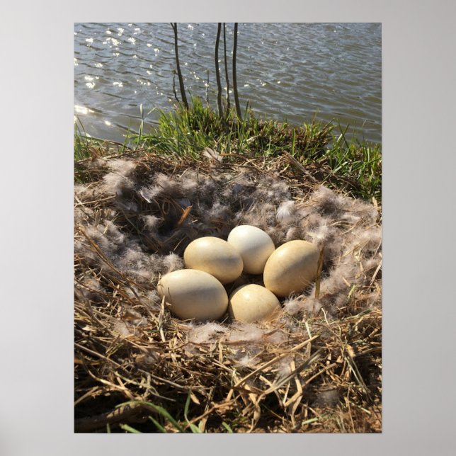 Canadian Goose Nest with Eggs on a Pond Poster (Front)