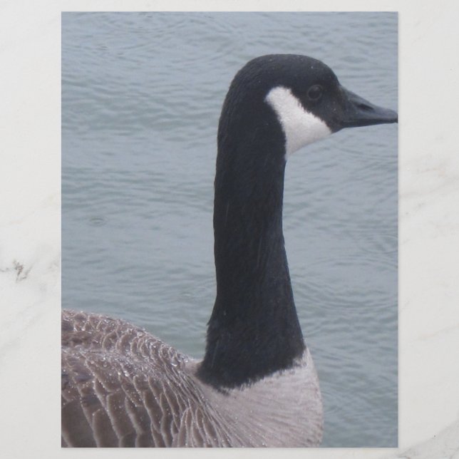 Canadian Goose on a Lake (Front)