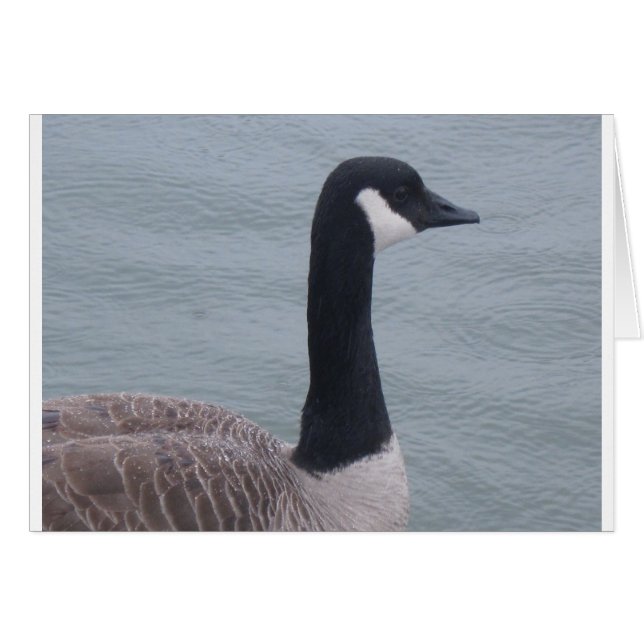 Canadian Goose on a Lake (Front Horizontal)