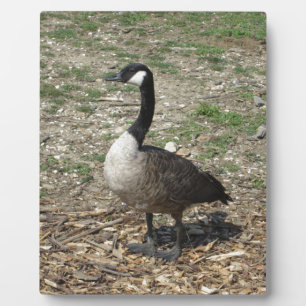 Canadian Goose Plaque