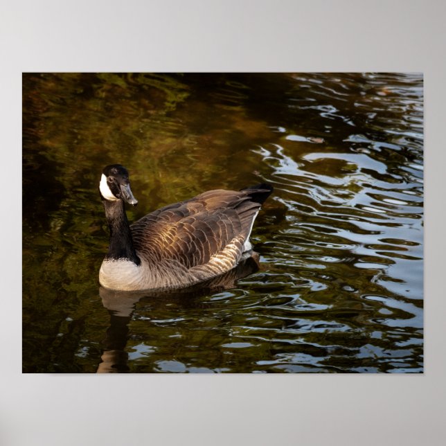 Canadian Goose Poster (Front)