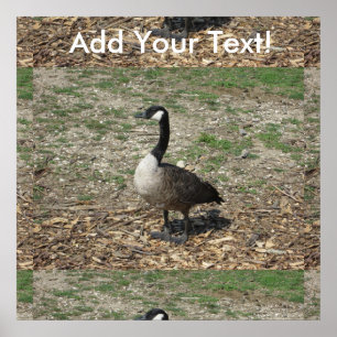Canadian Goose Poster