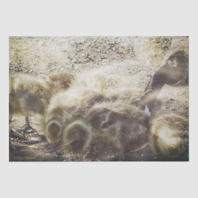 canadian goose tissue paper (Front)