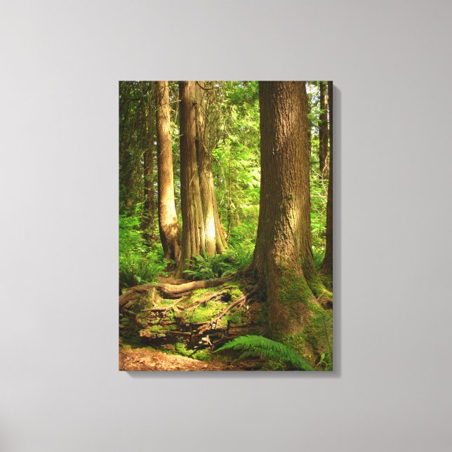 Canadian Landscape West Coast Forest Art Print (Front)