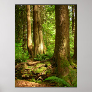 Canadian Landscape West Coast Forest Art Print
