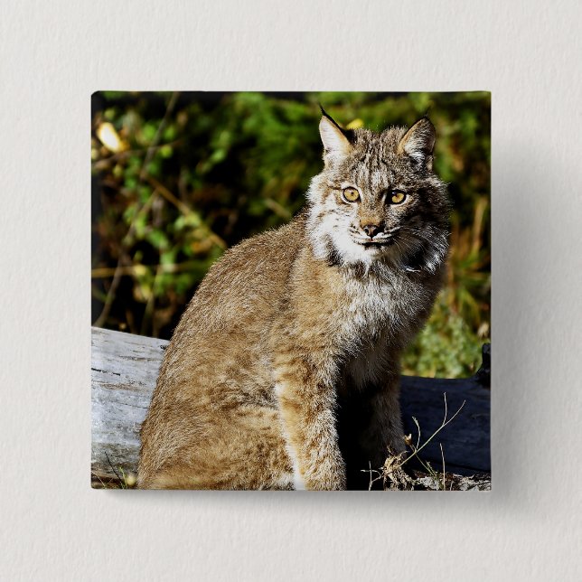 Canadian Lynx 15 Cm Square Badge (Front)