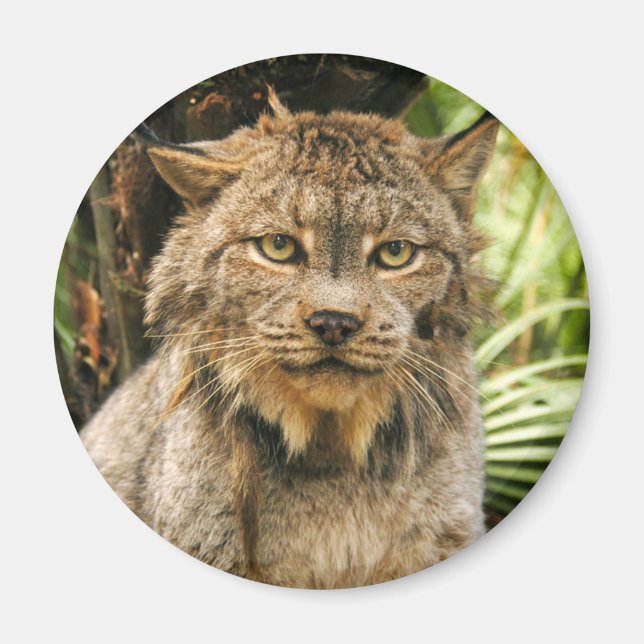 Canadian Lynx 4200e Magnet (Front)