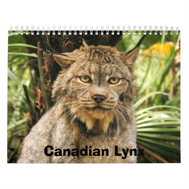 Canadian Lynx Calendar, Canadian Lynx Calendar (Cover)