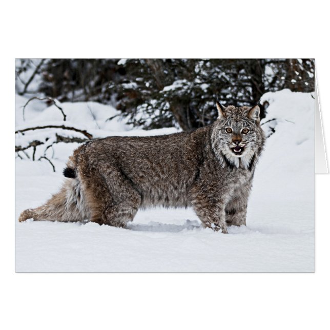 Canadian Lynx in the Snow (Front Horizontal)
