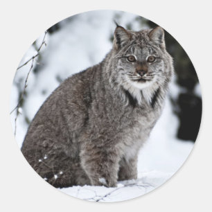 Canadian Lynx in the Snow Classic Round Sticker