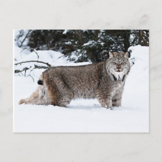 Canadian Lynx in the Snow Postcard