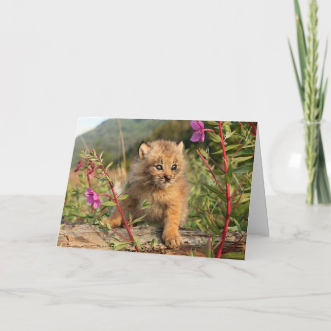 Canadian Lynx Kitten, Alaska Card (Front)