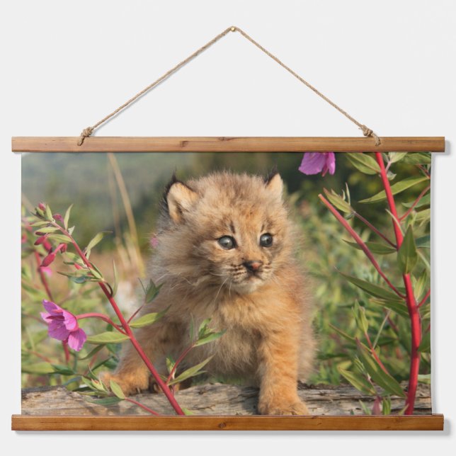 Canadian Lynx Kitten, Alaska Hanging Tapestry (Front)