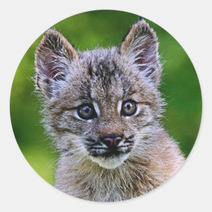Canadian Lynx Kitten Classic Round Sticker