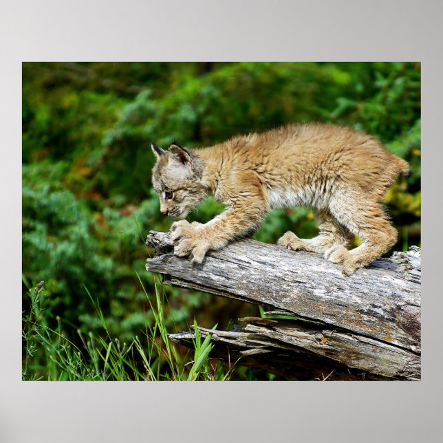 Canadian Lynx Kitten on the Hunt Poster (Front)