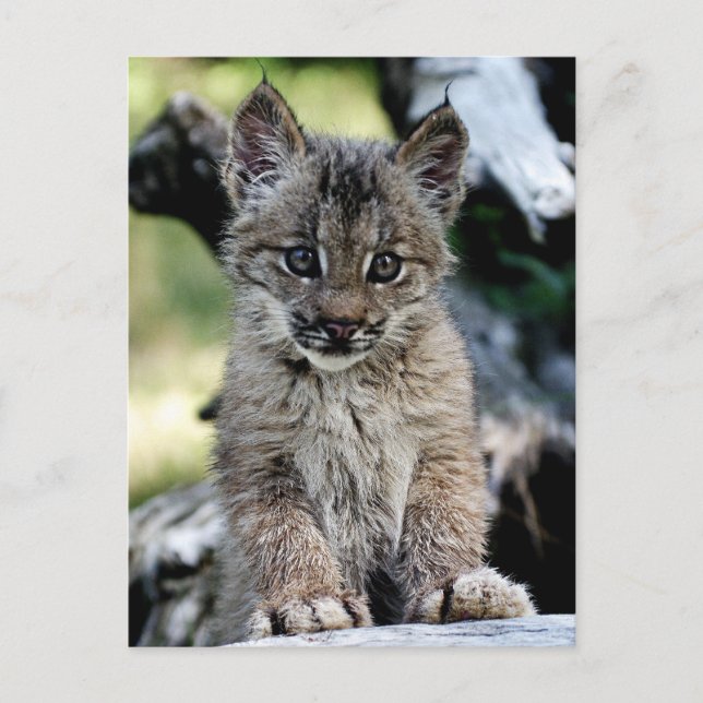 Canadian Lynx Kitten Postcard (Front)