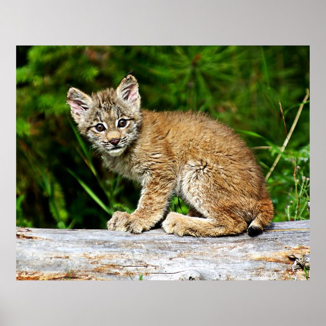 Canadian Lynx Kitten Poster (Front)