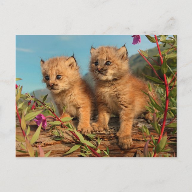 Canadian Lynx Kittens, Alaska Postcard (Front)