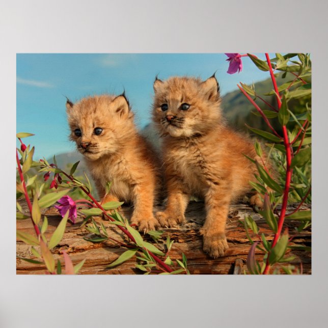 Canadian Lynx Kittens, Alaska Poster (Front)