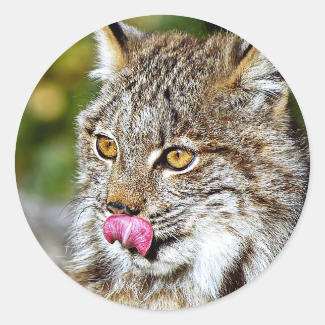 Canadian Lynx - Licking His Chops Classic Round Sticker (Front)