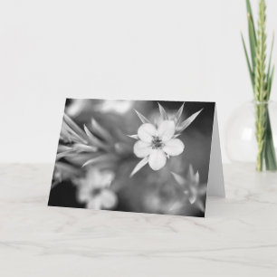 Canadian Plum Flower Card