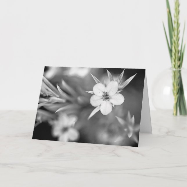 Canadian Plum Flower Card (Front)