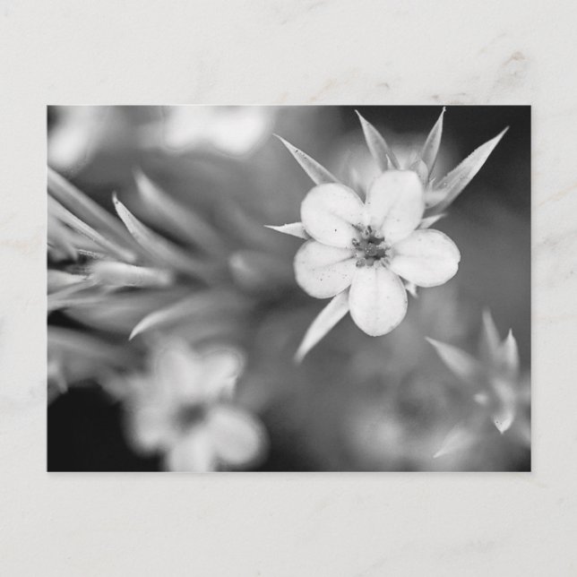 Canadian Plum Flower Postcard (Front)