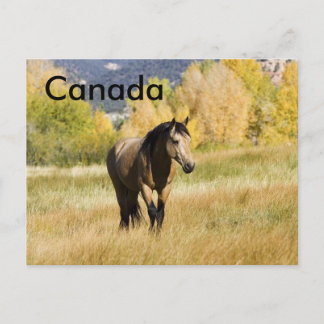 Canadian Postccard Postcard