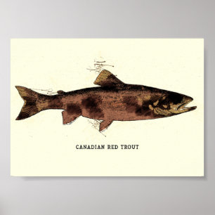 Canadian Red Trout Vintage Illustration Sketch Poster