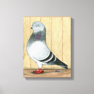 Canadian Show Tippler Pigeon Blue Grizzle Canvas Print