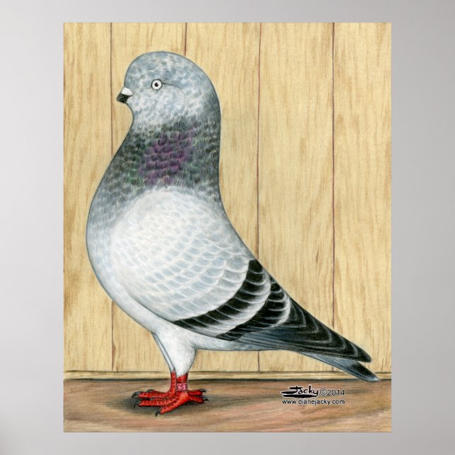 Canadian Show Tippler Pigeon Blue Grizzle Poster (Front)