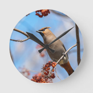 Canadian Sky Beauty: Bohemian Waxwing Photograph Round Clock