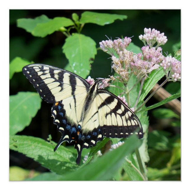 Canadian Tiger Swallowtail Poster (Front)