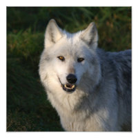 Canadian Timber Wolf Canadian Timber Wolf