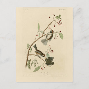 Canadian Titmouse from Audubon's Birds of America Postcard