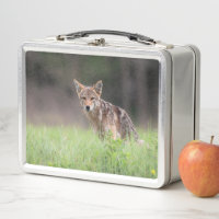 Canadian Wildlife: Brown Coyote Photography