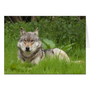 Canadian Wolf