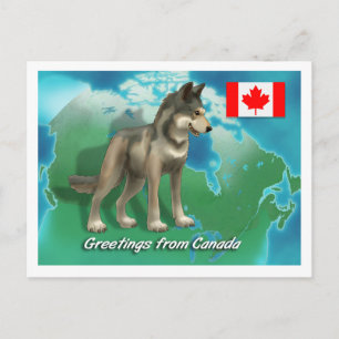 Canadian Wolf Postcard