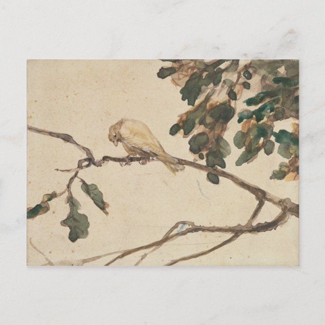 Canary on an Oak Tree Branch Postcard (Front)