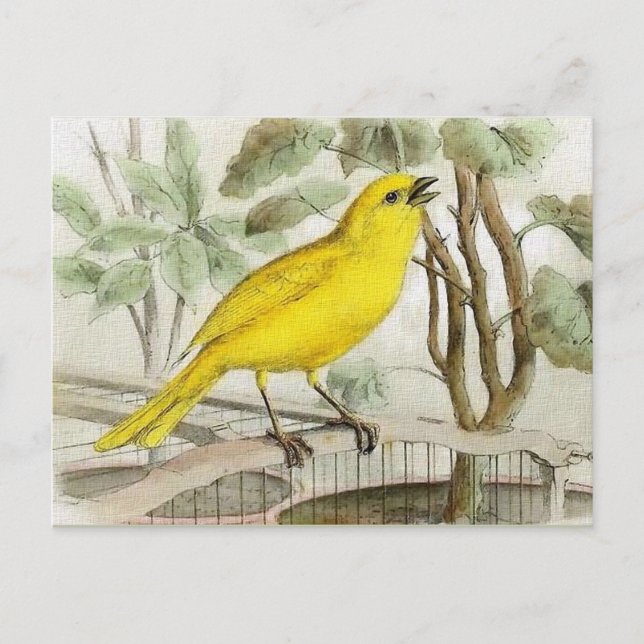 Canary Vintage Illustration Postcard (Front)