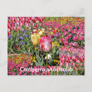 Canberra Australia postcard