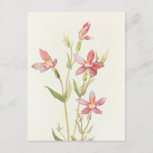 Canchalagua by Margaret Armstrong Postcard