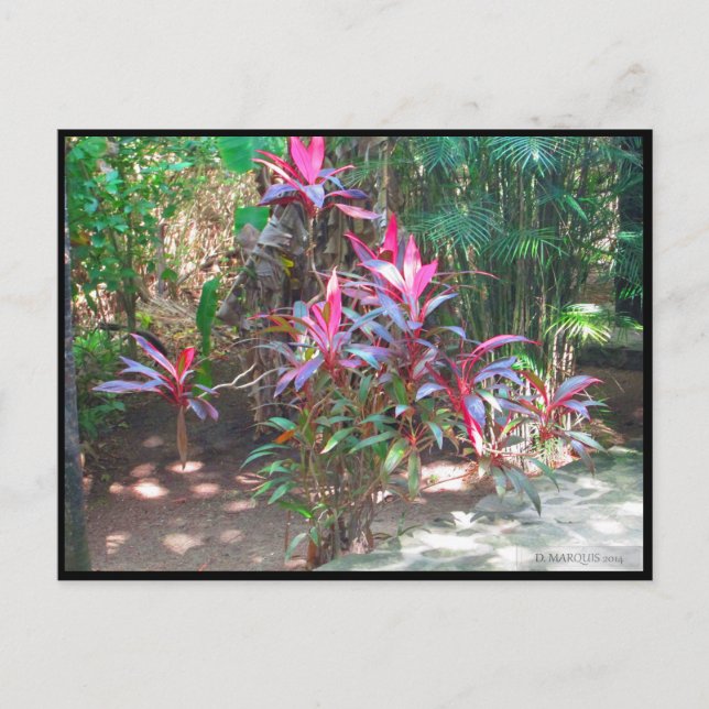 CANCUN #17 POSTCARD (Front)